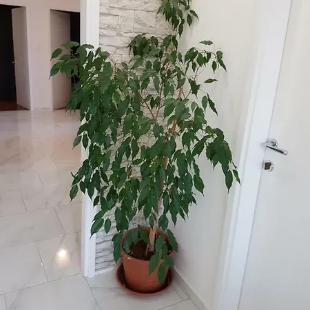 Apartment Luna